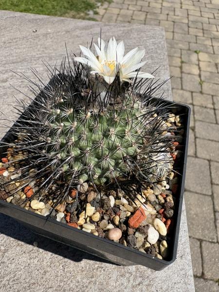 Gymnocactus viereckii v.major